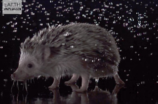 Animals Shaking Off Water In Slo-Mo