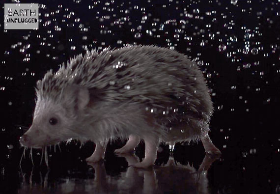 Animals Shaking Off Water In Slo-Mo