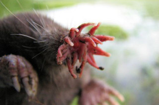 Whaaa?: A Star-Nosed Mole Really Exists