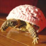 Sweaters Made Just For A Turtle Or Tortoise