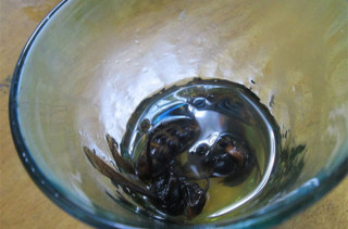 WTF Japan?!: Wasp-Infused Vodka