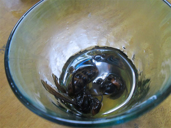 WTF Japan?!: Wasp-Infused Vodka
