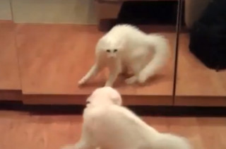 Animals vs Mirrors Supercut Video