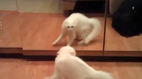 Animals vs Mirrors Supercut Video