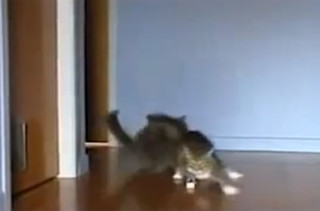 Drifting Cats