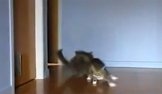 Drifting Cats