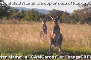 Pleated Jeans Comes Up With Better Names for Groups of Animals