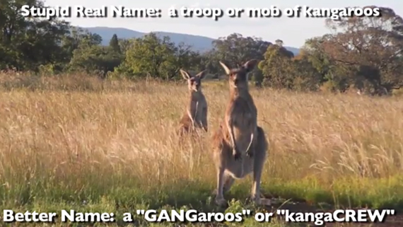 Pleated Jeans Comes Up With Better Names for Groups of Animals