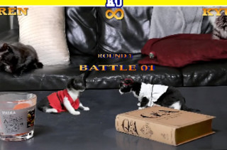 Cat Fighter 2: Kitten Fighting Game Parody