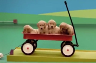 Pups Run This Rube Goldberg Machine