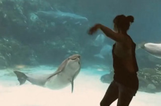 Gymnasts Put On a Show for Dolphins