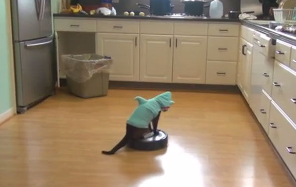 Cat In A Shark Costume Riding A Roomba