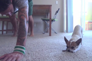 Dog Does Yoga With Owner