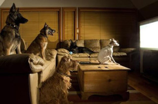 DOGTV: A Channel For Dogs