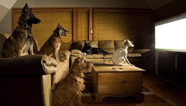 DOGTV: A Channel For Dogs