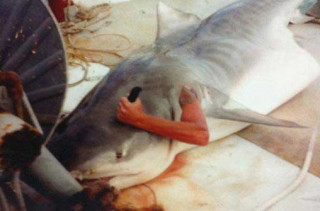 Man Cuts Himself Out Of Shark