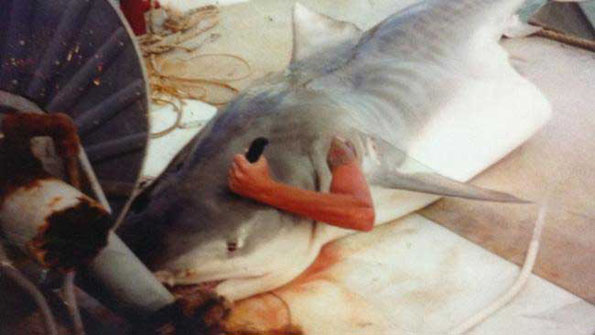 Man Cuts Himself Out Of Shark