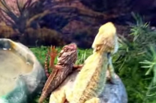 Lizards Waving At Each Other
