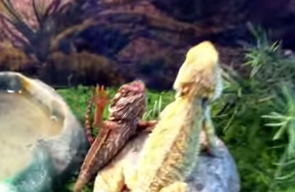 Lizards Waving At Each Other