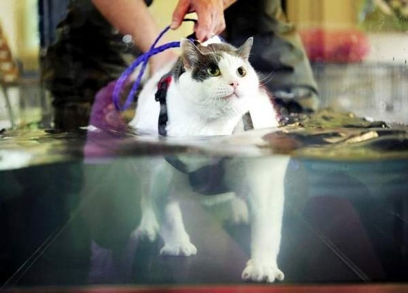 Fat Cat On A Treadmill