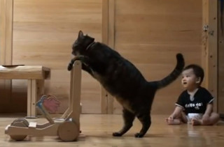 Cat Teaches Baby To Walk