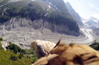 Flying Eagle Point of View