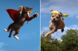 Flying Kittens vs Flying Puppies