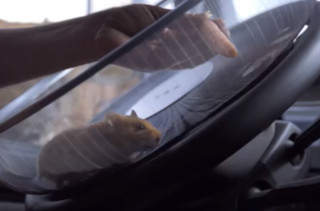 A Hamster Driving A Truck