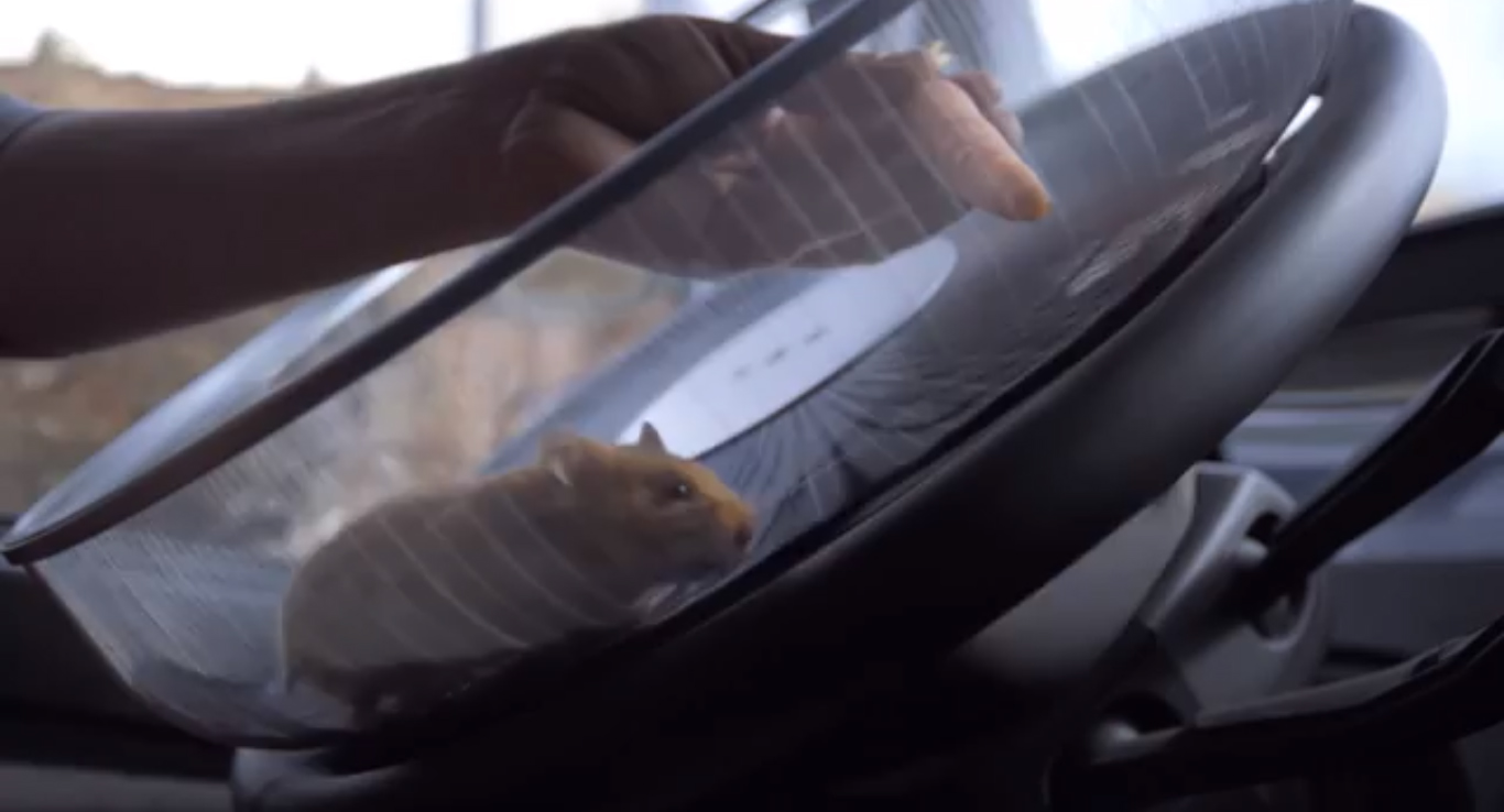 A Hamster Driving A Truck