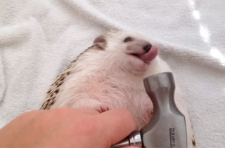 Hedgehog Version of Wrecking Ball Video