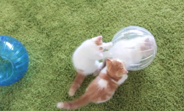 Kittens In Hamster Balls