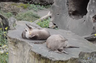 Cute Video Of An Otter Juggling