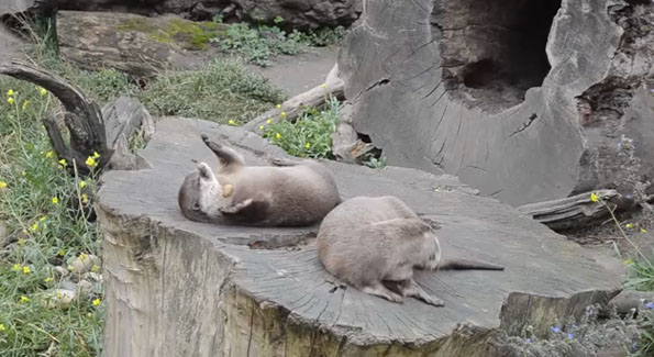 Cute Video Of An Otter Juggling