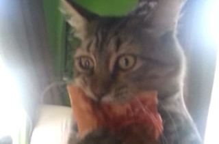 Cat Steals Pizza, Won’t Let Go