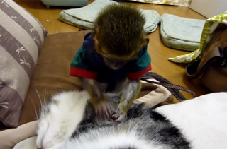 A Monkey Grooming a Sleeping Cat
