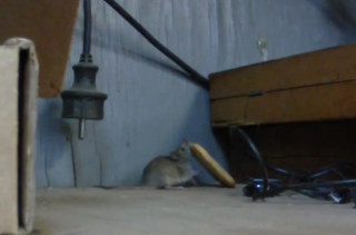 Mouse Struggles To Transport His Food