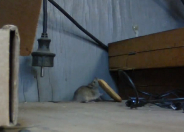 Mouse Struggles To Transport His Food
