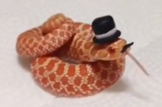 The Classiest Snakes EVAR