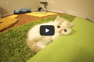 Kitten Barks Like A Dog