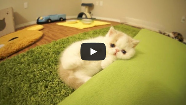Kitten Barks Like A Dog