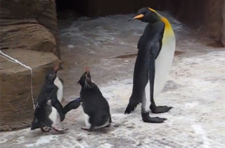 Watch This Butterfly Mock Penguins’ Lack of Flight