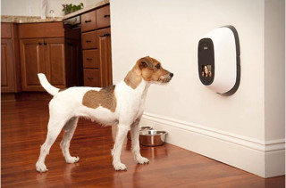 PetChatz: Greet & Treat Your Pup While You’re Away