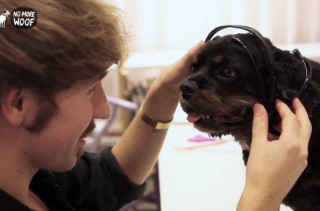 Headset Reads Dogs’ Minds
