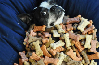 Dog Experiences Doggy Paradise