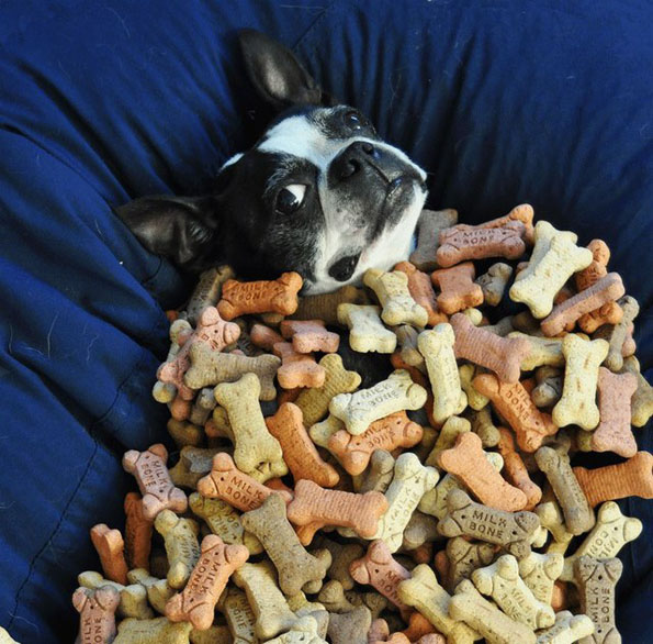 Dog Experiences Doggy Paradise