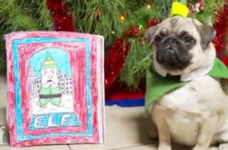 ‘Elf’ Re-enacted By A Pug Puppy