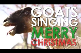 Goats Wish You A Merry Xmas
