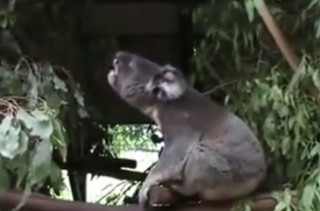 What Sound Does A Koala Make?