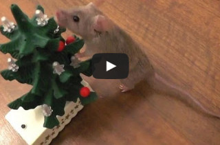 Mouse Decorates Xmas Tree
