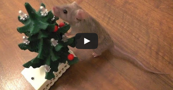Mouse Decorates Xmas Tree